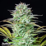 FastBuds Seeds Kosher Cake AUTO